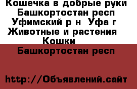 Кошечка в добрые руки - Башкортостан респ., Уфимский р-н, Уфа г. Животные и растения » Кошки   . Башкортостан респ.